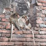 A trio of monkeys watch tourists at Prang Sam Yort.