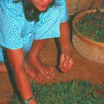 Husking peppercorns is a delicate task.