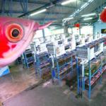 An artificial fish adorns a tropical fish aquarium at Singapore's Qian Hu Corporation.