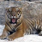 An Indochinese tiger at the Pha Luang Ba Tua Buddhist temple, in Thailand's Kanchanaburi province.
