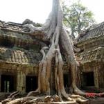 Ta Prohm is one of the most popular jungle temples and well worth a visit. This temple is mostly unrestored, with massive kapok trees growing from its towers and corridors. Built as a Buddhist monastery, Ta Prohm was one of Jayavarman VII's first major temple projects, dedicated to his mother. In the days of Jayavarman VII, Ta Prohm was the headquarters of a vast hospital network from which supplies filtered out to hospitals located throughout the empire.