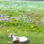 A water buffalo takes it easy next to the channel of water surrounding Angkor Wat.