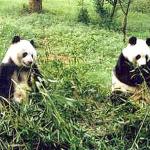 White-and-black pandas enjoying the bamboo, in Chengdu, China.
