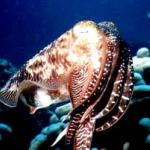 A reef cuttlefish.