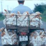 Ducks enjoy a bumpy ride, on the road to My Tho, Vietnam.