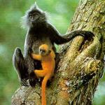 Silvered Langur and its young...