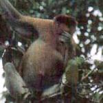 The Dutchman of Borneo