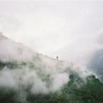 A lone tree in the fog