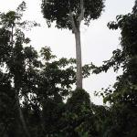 Together with Danum Valley and Maliau Basin in the interiors of Sabah, the Sukau jungle is one of the richest tropical rainforest in the world. However, Sukau is more popular because it is a lot more accessible compared to the hours of hiking travelers need to get into Danum Valley and Maliau Basin.