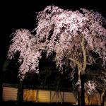 A shot of the nighttime cherry blossom viewing.