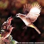 One of the many species of birds, feeding the young.