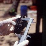 One of the marine turtles are measured as part of a conservation program on Golden Buddha Island.