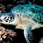 A green turtle.