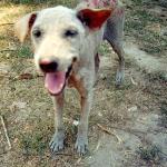 A sickly and hairless, but amiable pariah dog ambles up to you; his tail-wagging and tongue-lolling are interrupted only by his spasmodic nips at the flies pestering his backside.